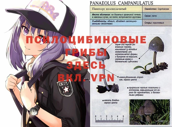 a pvp Алзамай