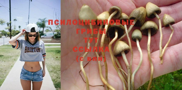 ПСИЛОЦИБИНОВЫЕ ГРИБЫ Алексеевка